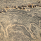 One of the animal figures engraved on the rocks.